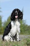 SPRINGER SPANIEL 005